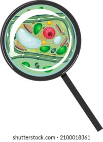 Plant cell under magnifying glass isolated on white background