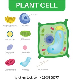 1,652 Plant cell wall structure Images, Stock Photos & Vectors ...