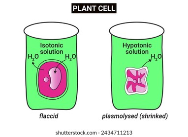 Plant cells exposed to isotonic conditions will lose turgor pressure and become flaccid