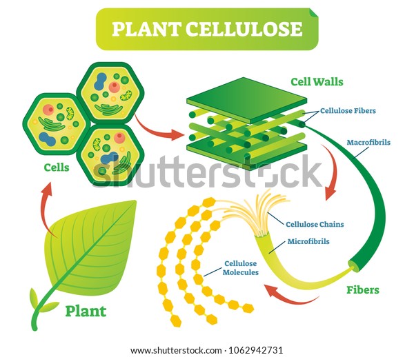 植物纤维素生物学矢量图与植物细胞壁结构及纤维方案 库存矢量图 免版税