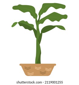 A plant in a ceramic pot. Houseplant, thick trunk, large leaves. Vector, icon, flat, isolated