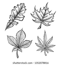 Plant Chestnut Oak Maple Cannabis leaves sketch engraving vector illustration. Scratch board style imitation. Hand drawn image.