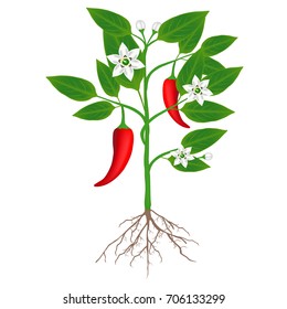 A plant of chili peppers on a white background.