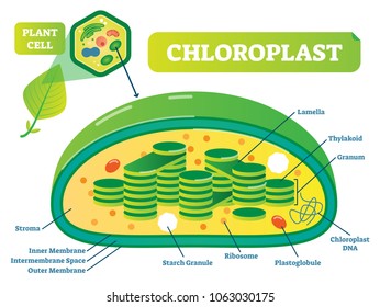 Plant Chloroplast chemical biology vector illustration cross section diagram with membrane, stroma, lamella and other parts. Botanic information scheme poster.