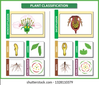 Plant classification. Monocots vs Dicots - difference and comparison. Useful for study botany and science education. Vector illustration