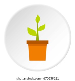 Plant in clay pot icon in flat circle isolated vector illustration for web