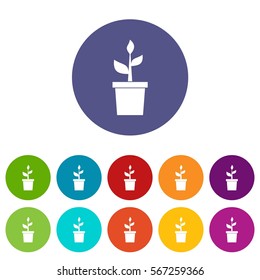Plant in clay pot set icons in different colors isolated on white background