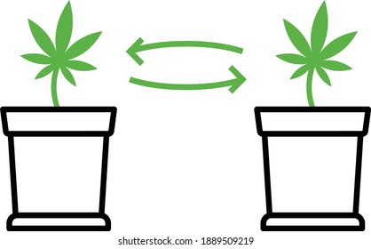 Plant Cloning Concept, Cannabis Leaf In Pot Vector Color Icon Design, Marijuana And Psychoactive Drug Symbol On White Background, Hashish And Hemp Sign,