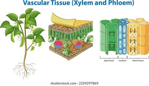 Plant Cohesion Vascular Tissue (Xylem and Phloem) illustration