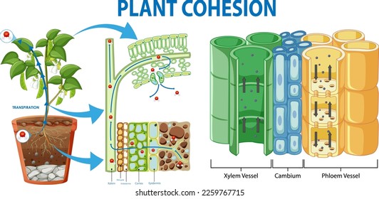 Plant Cohesion Vascular Tissue (Xylem and Phloem) illustration