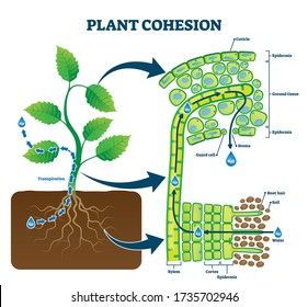 Ilustración vectorial de la cohesión vegetal. Explicación de movimiento ascendente del agua etiquetada con esquema educativo. Diagrama de estructura biológica con visión de corte transversal de xilem, corteza, epidermis y tejido subterráneo.