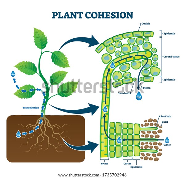 Plant cohesion vector illustration. Labeled water\
upward motion explanation with educational scheme. Biological\
structure diagram with xylem, cortex, epidermis and ground tissue\
cross section view.