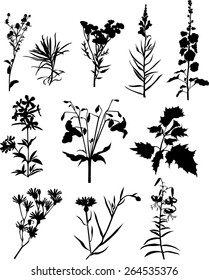 Plant collection 