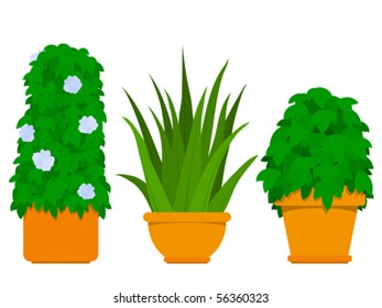 Plant collection indoor - Agave - vector design elements