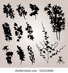 Plant collection vector 0060