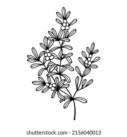 The plant is the Common tormentor. Vector stock illustration eps10.