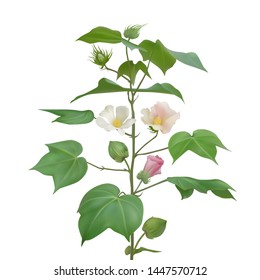 Plant cotton flowering on a light background. White, pink cotton flowers, buds and formed cotton boxes. Vector illustration