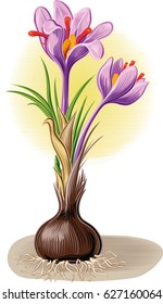 Plant crocus from which saffron is obtained.