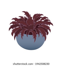 plant with dark red leaves in a flower pot