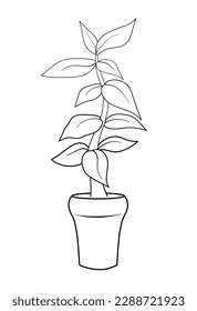 Plant for decoration . Plant in the nature. Tree vector in garden. Tree in outdoor.