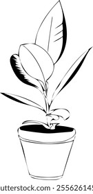 Plant in decorative pot line art. Flat isolated  hand drawn home plants. Minimalist style vector illustration