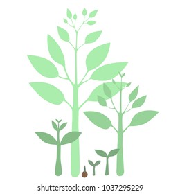 Plant at different growth stages symbolizing transitions and development.  Transparent background in vector file.