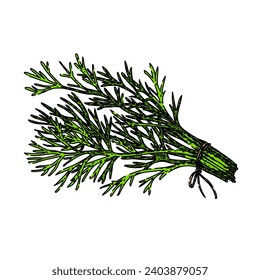 plant dill hand drawn. herb ingredient, fresh herbal, seasoning nature plant dill vector sketch. isolated color illustration
