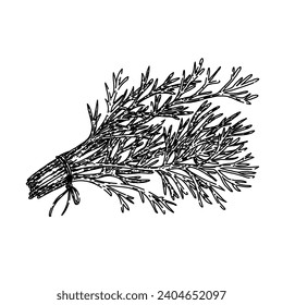 plant dill hand drawn. herb ingredient, fresh herbal, seasoning nature plant dill vector sketch. isolated black illustration