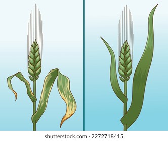 Plant disease. Wheat disease. Wheat close-up. Before, after. Vector illustration.