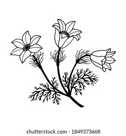 Planta hierba de sueño, campanas. Ilustración del material vectorial, eps 10. Esquema, dibujo a mano.