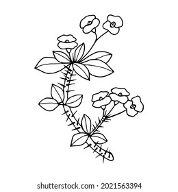 Pflanze Euphorbia Mil. Vektorgrafik eps10. Einzeln auf weißem Hintergrund, Skizze. 