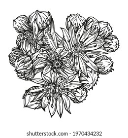 Plant with evergreen leaves. Perennial decorative leaf rosettes. Hand-drawn in ink and pen black outline isolated on white background. Sempervívum. Element for design.