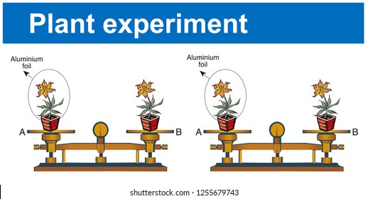 Plant experiment - Biology Course helper shapes, human body, cell, joints and bones