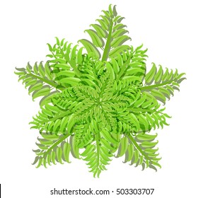 Plant of fern family on white background, vector illustration