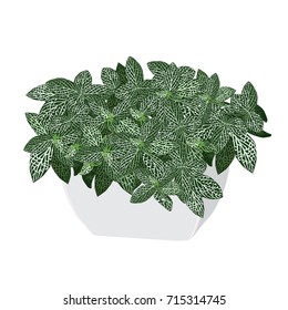 Plant a fittonia silvery (Fittonia argyroneura) in a pot, the color vector image on a white background