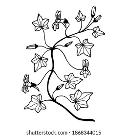 Plant Flaxen Puschevidnaya. Vector stock illustration eps10. Hand drawing