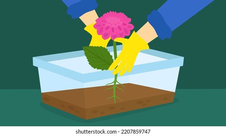 plant a flower in a container