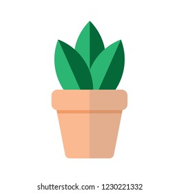 plant in flower pot