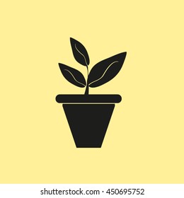 Plant in flower pot