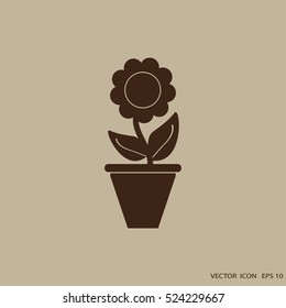 Plant in flower pot