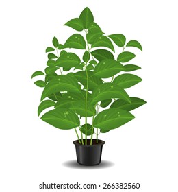 Plant in flower pot isolated on a white background. Vector illustration