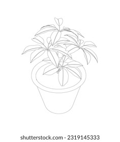 Plant in flower pot outline. Line, solid and filled outline version, outline and filled vector sign. Home plant symbol. Flowers in pots painted black line on a white background. Vector drawing lines.