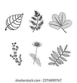 ilustración vectorial de conjunto de plantas y flores sobre fondo blanco