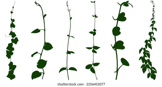 Plant flower, Vine Liana ivy plant bush nature jungle rainforest.