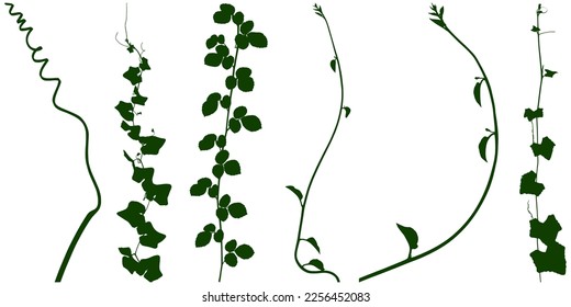 Plant flower, Vine Liana ivy plant bush nature jungle rainforest.