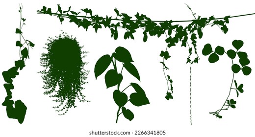 Plant flower, Vine Liana ivy plant bush nature jungle rainforest.