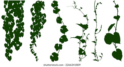 Plant flower, Vine Liana ivy plant bush nature jungle rainforest.