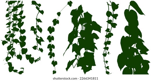 Plant flower, Vine Liana ivy plant bush nature jungle rainforest.