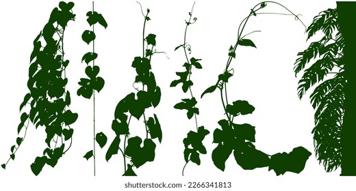 Plant flower, Vine Liana ivy plant bush nature jungle rainforest.