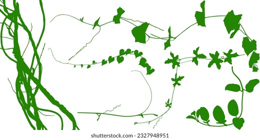 Plant flower, Vine Liana ivy plant bush nature jungle rainforest.